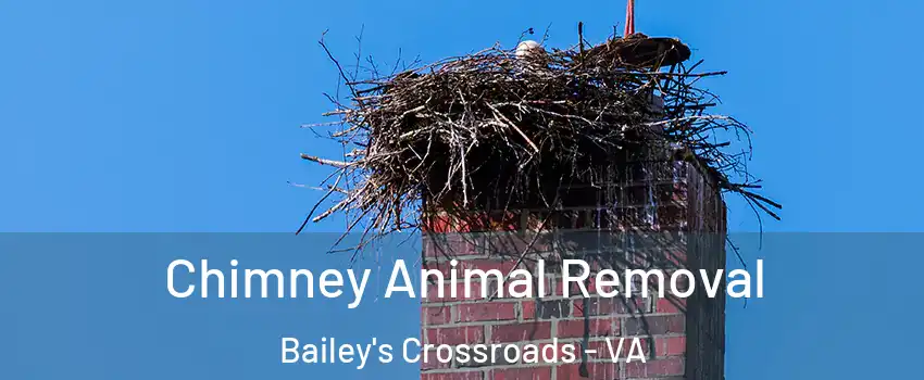 Chimney Animal Removal Bailey's Crossroads - VA