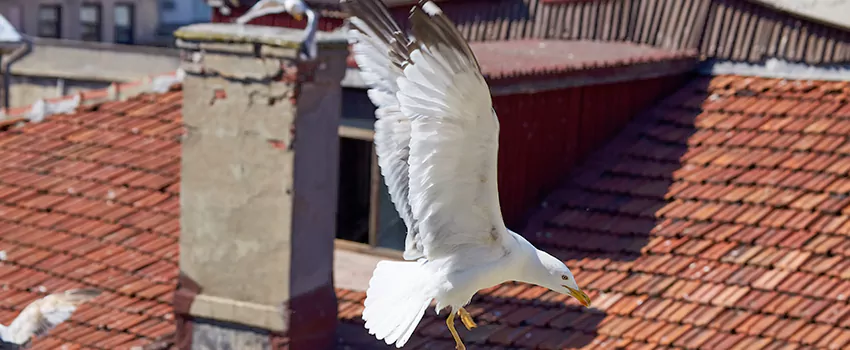 Residential Chimney Animal Removal Solution in Bailey's Crossroads, VA
