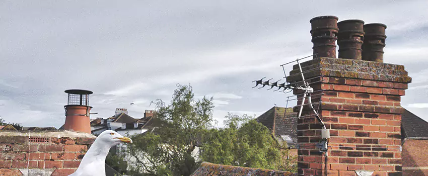 Chimney Cleaning And Restoration in Bailey's Crossroads, Virginia